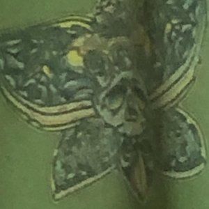 2B Free Green sweatpants XS